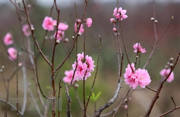Cold spell means peach blossoms cost more hinh anh 1