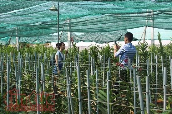 HCM City: Hi-tech methods boost farm produce value hinh anh 1