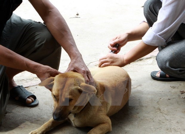 Dog registration still low in Hanoi hinh anh 1