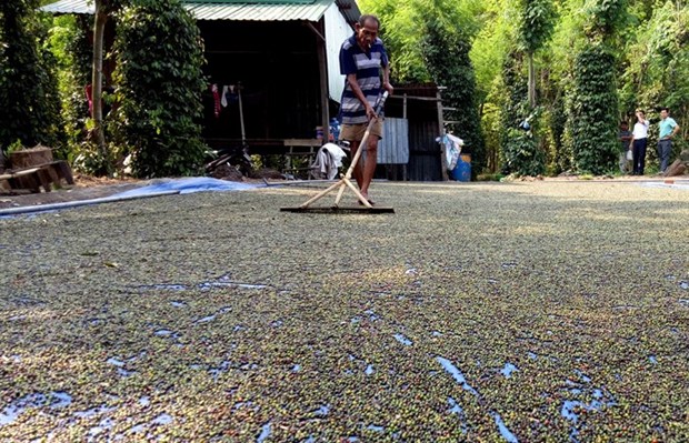 Vietnam’s pepper industry about to burst hinh anh 1