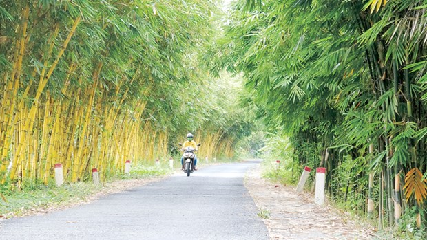 Vietnamese bamboo species conserved in Dong Thap province hinh anh 1