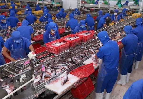 Exports of tra fish to UK increase hinh anh 1