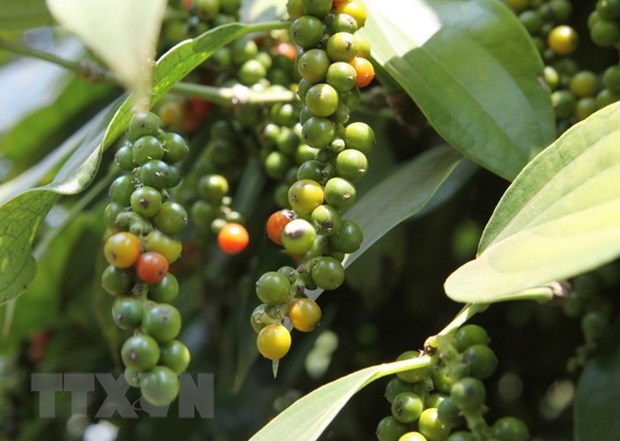 Two-month pepper export turnover reaches 138.8 million USD hinh anh 1
