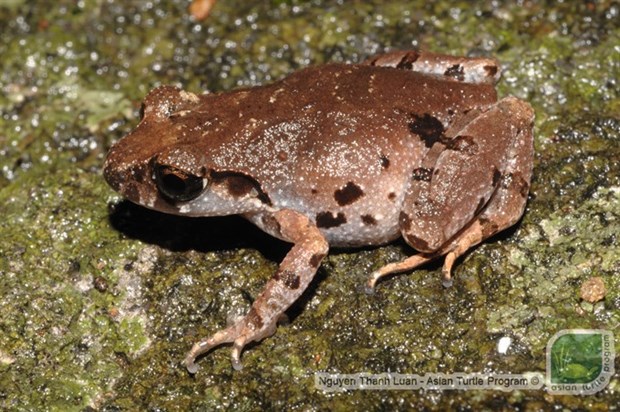 Da Nang: New frog found in Son Tra Nature Reserve hinh anh 1