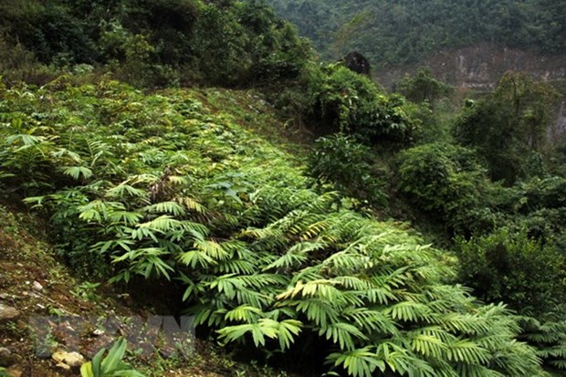 Thanh Hoa: Project helps preserve rare herbal plants hinh anh 1