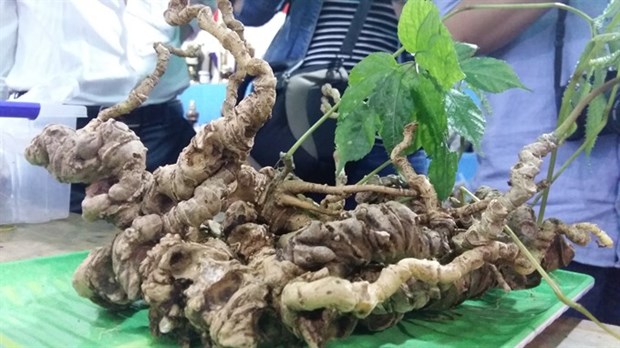 Local firms inject 53mln USD into ginseng projects hinh anh 1
