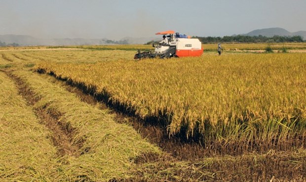 South region harvests 11 million tonnes of Winter-Spring rice hinh anh 1