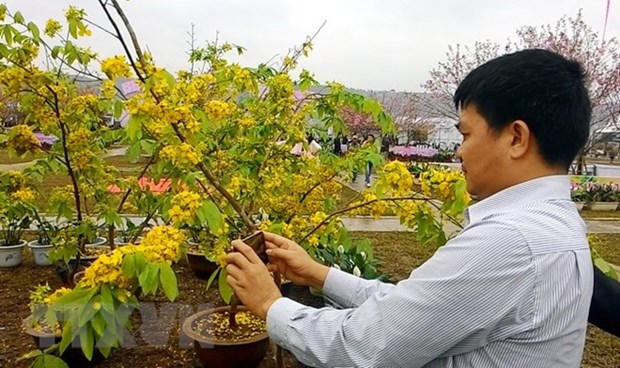Cherry blossom - yellow ochna flower festival to open in Quang Ninh hinh anh 1