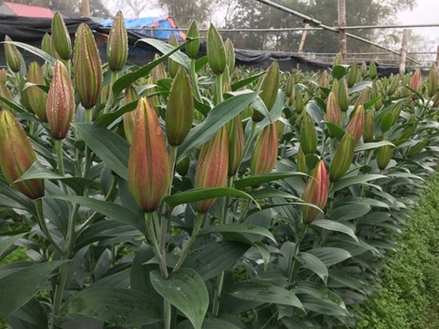 Lao Cai to develop 3.5ha hi-tech farms of lilies, roses hinh anh 1