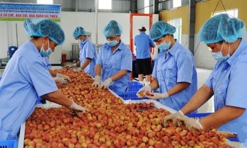 Cultivation law promotes farm produce’s competitiveness hinh anh 1