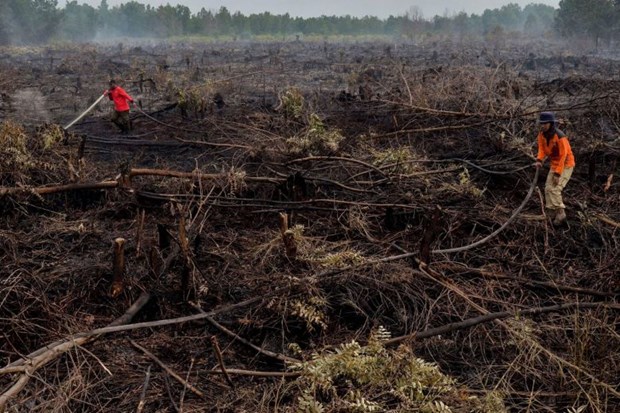 UN praises Indonesia’s efforts to restore peatlands hinh anh 1