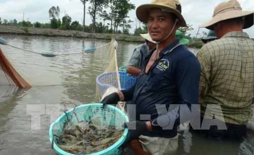 Technology exhibition of Vietnam shrimp sector to run in Bac Lieu hinh anh 1