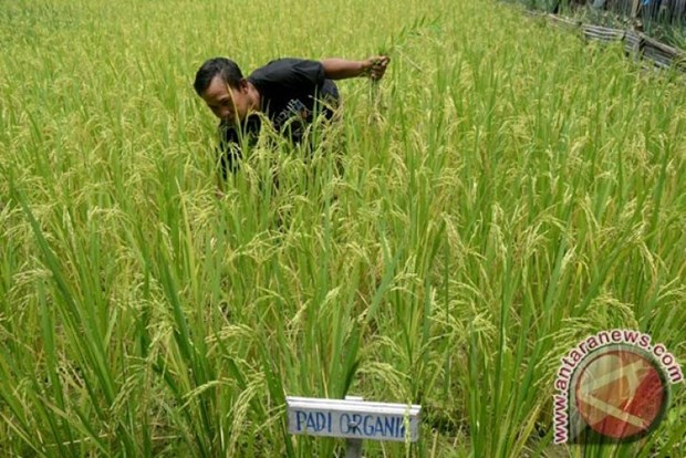 Indonesia works to modernize rice sector hinh anh 1