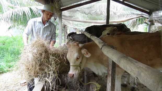 Husbandry sector curbs use of banned substances hinh anh 1
