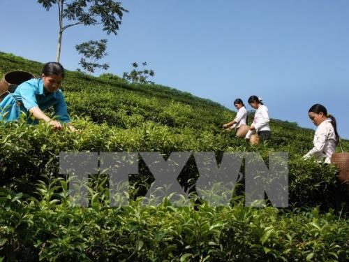Ha Giang inaugurates organic tea plant using Japanese high-tech hinh anh 1