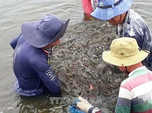 Kien Giang expands shrimp-rice farming area hinh anh 1