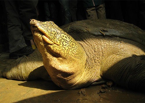 Species of newfound turtle yet to be confirmed hinh anh 1