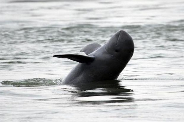 River dolphins in Cambodia likely to escape from extinction hinh anh 1
