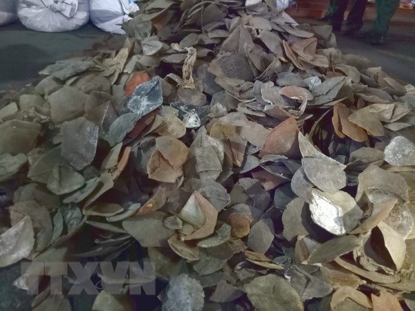 HCM City seizes 3.8 tonnes of pangolin scales hinh anh 1