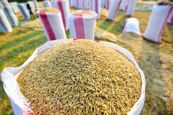 Cambodian rice production up 5.7 percent hinh anh 1