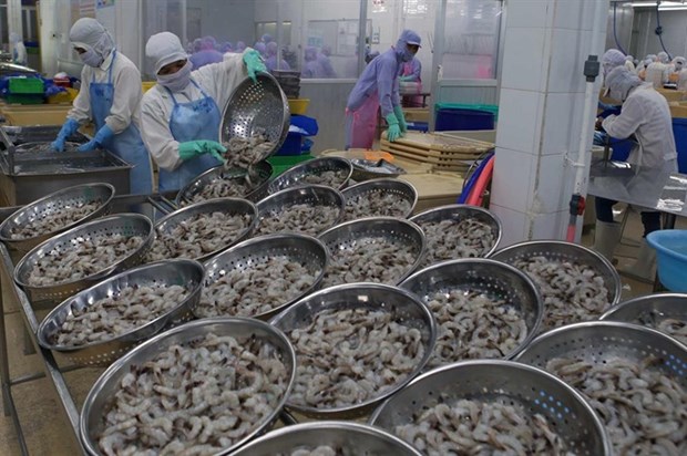Vietnam to gain 4.8 billion USD from shrimp exports hinh anh 1