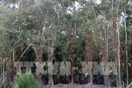 Soc Trang to implement sustainable forestry management programme hinh anh 1