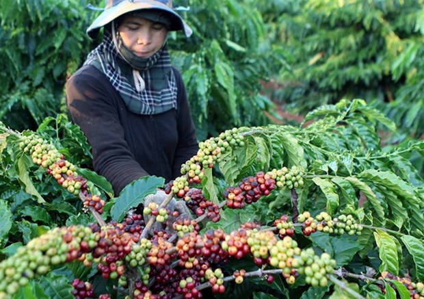 Coffee exports earn Vietnam 1.3 million USD in first 4 months hinh anh 1