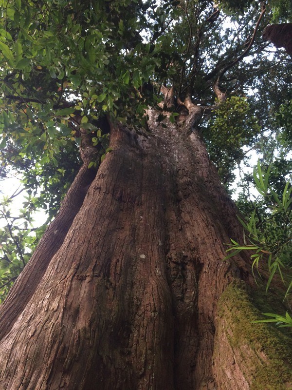 Century-old tree preserved in Ha Tinh national park hinh anh 1