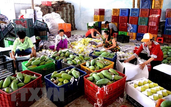 Tien Giang expands fruit production as prices rise hinh anh 1