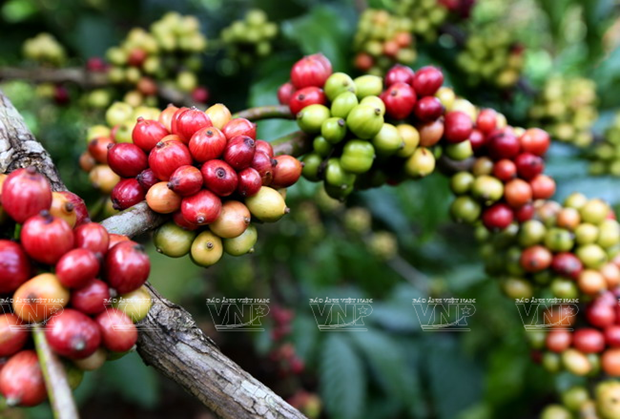 Italian coffee producers highly evaluate Vietnamese coffee beans hinh anh 1