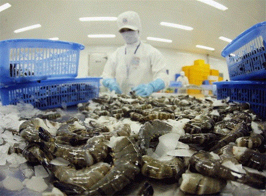 EU tops market for Vietnam’s shrimp exports hinh anh 1