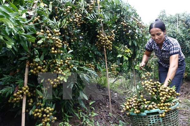 Fruit, vegetable exports hit 1.62 billion USD in five months hinh anh 1