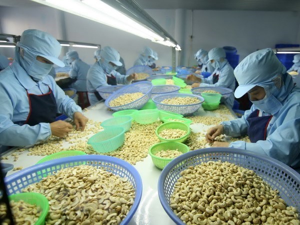 Cashew exports hit over 1.3 billion USD in first five months hinh anh 1