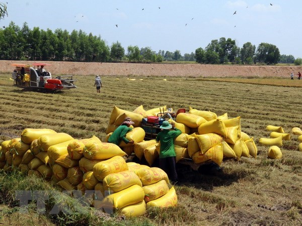 Mekong Delta province to shift rice fields to aquaculture hinh anh 1