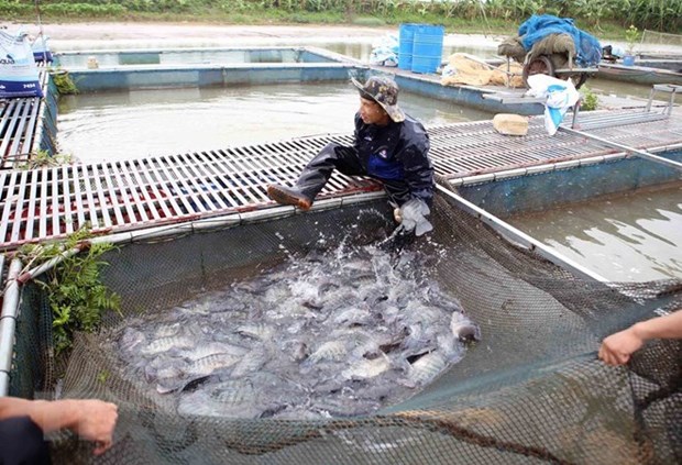 Hanoi sets up large-scale aquatic farming areas in eight districts hinh anh 1