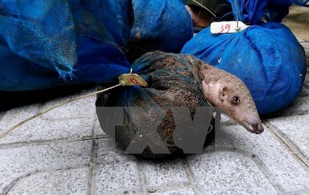 Nearly 340kg of pangolins seized in Thanh Hoa hinh anh 1