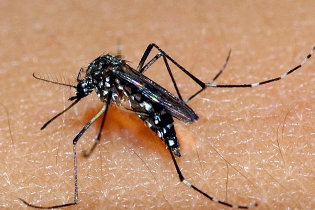 Korean woman suspected of catching Chikungunya fever hinh anh 1