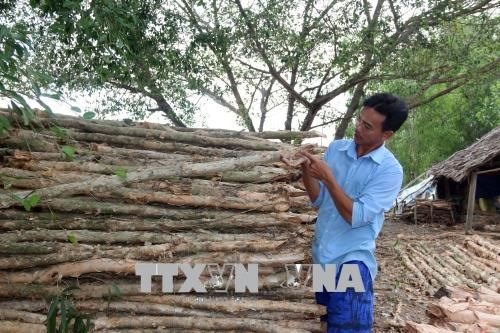 Households escape poverty by harvesting forest products hinh anh 1