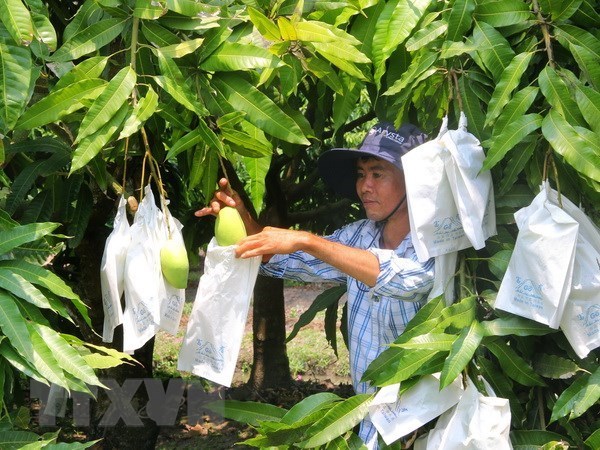 Seminar discusses post-harvest technology for mangos hinh anh 1