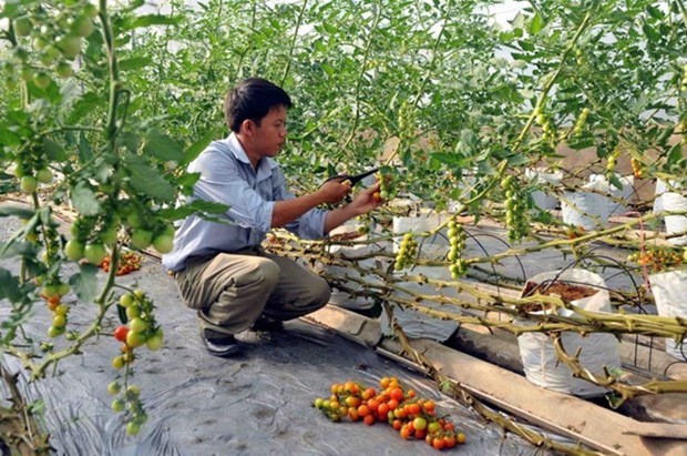 Quang Tri draws investment in hi-tech agriculture hinh anh 1