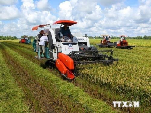 Can Tho’s agriculture production reports high growth in first half hinh anh 1