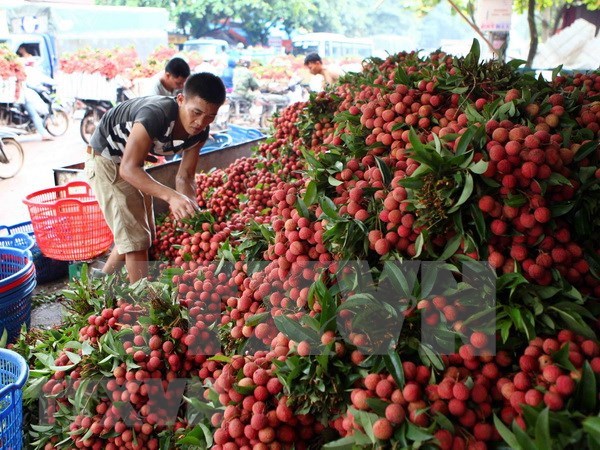 Vietnam’s fruit, veggie exports exceed 2 billion USD in H1 hinh anh 1