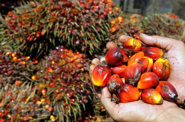 Malaysia, Indonesia to cooperate to counter EU’s palm oil import ban hinh anh 1