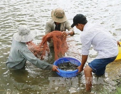 Giant river prawns recover in Mekong Delta after long decline hinh anh 1