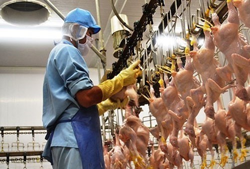Vietnam’s poultry, livestock product exports increase hinh anh 1