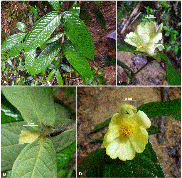 Two new species of Camellia from Vietnam published in Korean journal hinh anh 1