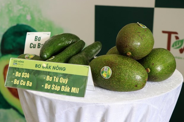 Activities to promote Dak Nong’s specialty avocados hinh anh 1
