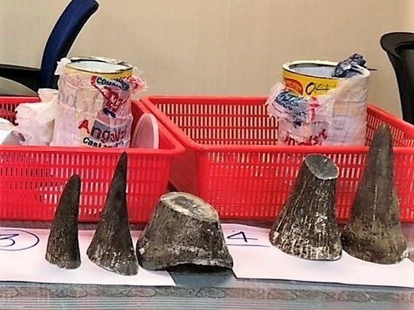 Over 7kg of rhino horns seized at Tan Son Nhat airport hinh anh 1