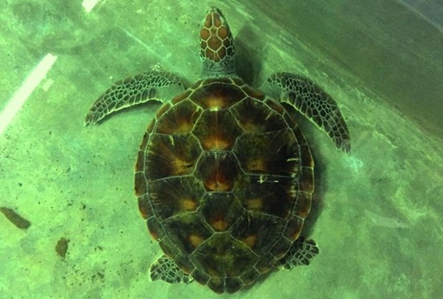 Vietnam strengthens protection of rare sea turtles hinh anh 1