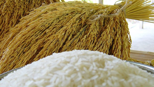 Thailand sees bright prospects for rice exports hinh anh 1